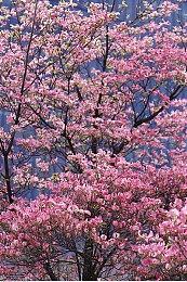 《审判之逝：湮灭的记忆》新情报 青春群像剧故事介绍